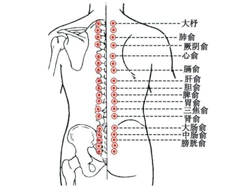 背穴|[經絡穴道] 背俞穴